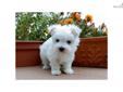 Price: $895
Junior is a very special little Male Maltese and he is now available! Junior is already potty trained and using a doggy door since 4 wks old. He has had his first 2 puppy shots and all de-wormings. This little guy is very very healthy and
