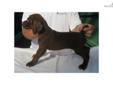 Price: $1000
Pups are out of my AKC MH "Champ". These pups will make exceptional gun dogs or family companions. Both Sire and Dam have very mild tempermants. Please visit our website (edistopines.com)for more info on the Sire, Dam and pups.
Source: