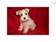Price: $500
This advertiser is not a subscribing member and asks that you upgrade to view the complete puppy profile for this Schnauzer, Miniature, and to view contact information for the advertiser. Upgrade today to receive unlimited access to