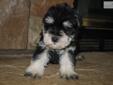 Price: $450
This advertiser is not a subscribing member and asks that you upgrade to view the complete puppy profile for this Schnauzer, Miniature, and to view contact information for the advertiser. Upgrade today to receive unlimited access to