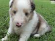 Price: $900
AKC with champion lines. Can see parents Mysti and Beau on our website www.corgisandshelties.com Please feel free to ask any questions you may have about our puppies. Thanks! Debbie 501.516.5601
Source: