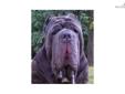 Price: $2500
AKC Neapolitan Mastiff puppy for sale from grand champion and champion bloodlines. Heavy-boned, wrinkled, blue in color, bred true to the standard. This puppy is from Otella Kennel, an active show/breeding in Amarillo, Texas. The owner is a