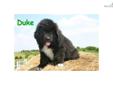 Price: $1100
This advertiser is not a subscribing member and asks that you upgrade to view the complete puppy profile for this Newfoundland, and to view contact information for the advertiser. Upgrade today to receive unlimited access to NextDayPets.com.