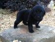Price: $1200
This advertiser is not a subscribing member and asks that you upgrade to view the complete puppy profile for this Newfoundland, and to view contact information for the advertiser. Upgrade today to receive unlimited access to NextDayPets.com.