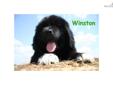 Price: $1100
This advertiser is not a subscribing member and asks that you upgrade to view the complete puppy profile for this Newfoundland, and to view contact information for the advertiser. Upgrade today to receive unlimited access to NextDayPets.com.