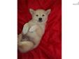 Price: $900
Nicholas is an adorable cream Shiba boy. He is ornery, and loves to play. Nicholas is sweet and gives kisses too. He comes with his AKC registration, sample of his food, shot records and health guarantee. He comes up to date on his age