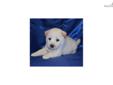Price: $600
Noah is the cutest little fluffy puppy! He is so sweet and quite the cuddler! Noah is current on vaccinations and dewormings. Shipping is available. Call or email Kenya for additional information!
Source: