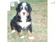 Price: $800
Boy A has show quality markings. He is a healthy, high quality AKC Bernese Mountain Dog puppy. He was born on July 7, 2013. I breed for health and personality. I have been breeding Berners for 10 years now and as a Practice Manger for a 2