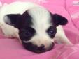 Price: $700
Buttercup is a black a nd white girl with the cutest face markings and great white blaze she is such a perfect joy, she would make any family complete make her a part of yours today AKC Papillon puppies they are ready to go home at 8 weeks .