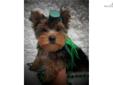 Price: $450
This advertiser is not a subscribing member and asks that you upgrade to view the complete puppy profile for this Yorkshire Terrier - Yorkie, and to view contact information for the advertiser. Upgrade today to receive unlimited access to