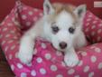 Price: $1200
Patsey will brighten your day! She is sweet as pie with blue eyes to melt you and get her way. She is going to keep you warm on those cold days. She will play with you, love you and give you lots of puppy kisses. She comes home to you up to