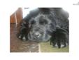Price: $1500
This advertiser is not a subscribing member and asks that you upgrade to view the complete puppy profile for this Newfoundland, and to view contact information for the advertiser. Upgrade today to receive unlimited access to NextDayPets.com.