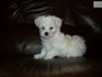 Price: $1100
Pip is super smart and sweet. such a mellow guy. He is mr chill, but also loves to play He is a beautiful White purebred havanese. This puppy was born on Dec 20th and is registered with AKC. A small 8-12 lbs as an adult. He is current on all