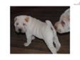 Price: $900
This advertiser is not a subscribing member and asks that you upgrade to view the complete puppy profile for this Chinese Shar-Pei, and to view contact information for the advertiser. Upgrade today to receive unlimited access to