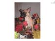 Price: $500
This advertiser is not a subscribing member and asks that you upgrade to view the complete puppy profile for this Chihuahua, and to view contact information for the advertiser. Upgrade today to receive unlimited access to NextDayPets.com. Your