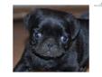 Price: $600
This advertiser is not a subscribing member and asks that you upgrade to view the complete puppy profile for this Pug, and to view contact information for the advertiser. Upgrade today to receive unlimited access to NextDayPets.com. Your