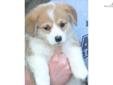 Price: $850
This advertiser is not a subscribing member and asks that you upgrade to view the complete puppy profile for this Welsh Corgi, Pembroke, and to view contact information for the advertiser. Upgrade today to receive unlimited access to