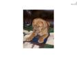 Price: $1200
This advertiser is not a subscribing member and asks that you upgrade to view the complete puppy profile for this Dogue De Bordeaux, and to view contact information for the advertiser. Upgrade today to receive unlimited access to