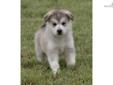 Price: $950
We have a beautiful litter of AKC pure bred alaskan malamute puppies. All our puppies are raised around our five children and our cats so our puppies are very socialized! all our puppies are AKC register, Microchipped, health guaranteed, up to