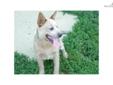 Price: $1200
This advertiser is not a subscribing member and asks that you upgrade to view the complete puppy profile for this Australian Cattle Dog/Blue Heeler, and to view contact information for the advertiser. Upgrade today to receive unlimited access