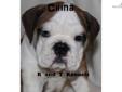 Price: $1600
This advertiser is not a subscribing member and asks that you upgrade to view the complete puppy profile for this Bulldog, and to view contact information for the advertiser. Upgrade today to receive unlimited access to NextDayPets.com. Your