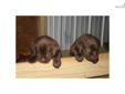 Price: $800
This advertiser is not a subscribing member and asks that you upgrade to view the complete puppy profile for this Labrador Retriever, and to view contact information for the advertiser. Upgrade today to receive unlimited access to