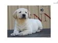 Price: $700
This advertiser is not a subscribing member and asks that you upgrade to view the complete puppy profile for this Labrador Retriever, and to view contact information for the advertiser. Upgrade today to receive unlimited access to