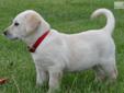 Price: $900
We are a small breeder in north central Nebraska where we have been raising quality labs here on our ranch for 17 years. The parents to this puppy, Sugar and Zeke can be seen on our website along with other puppies. We have mated Sugar and