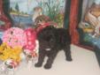 Price: $600
This advertiser is not a subscribing member and asks that you upgrade to view the complete puppy profile for this Poodle, Toy, and to view contact information for the advertiser. Upgrade today to receive unlimited access to NextDayPets.com.