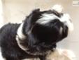 Price: $1200
This advertiser is not a subscribing member and asks that you upgrade to view the complete puppy profile for this Havanese, and to view contact information for the advertiser. Upgrade today to receive unlimited access to NextDayPets.com. Your