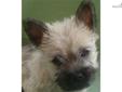 Price: $550
This advertiser is not a subscribing member and asks that you upgrade to view the complete puppy profile for this Cairn Terrier, and to view contact information for the advertiser. Upgrade today to receive unlimited access to NextDayPets.com.