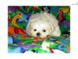 Price: $1000
Meet Sergio...a gorgeous AKC Maltese available to an approved home. Sergio is sweet, gentle natured, puppy playful boy. He'll be around 5 lbs full grown. He is well socialized, outgoing, very friendly, wee wee pad trained, and come to you