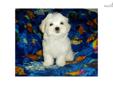 Price: $800
Meet Vino...a gorgeous AKC Maltese available to an approved home. Vino is sweet, gentle natured, puppy playful boy. He'll be around 8 lbs full grown. He is a solid, healthy boy. He is well socialized, outgoing, very friendly, wee wee pad