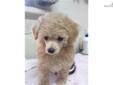 Price: $750
This advertiser is not a subscribing member and asks that you upgrade to view the complete puppy profile for this Poodle, Toy, and to view contact information for the advertiser. Upgrade today to receive unlimited access to NextDayPets.com.