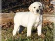 Price: $1500
www.OurLovableLabs.com CHAMPION SIRED, White, Ivory,Chocolate and Black Labrador Retriever Pups AVAILABLE NOW!!! *********************************** All of our puppies have are kept current on vaccinations and dewormings. The dew claws have