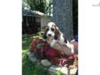 Price: $400
AKC Registered tri-colored female Basset Hound puppy. Very long eared, energetic and friendly out of beautiful parents. Puppy comes with utd vaccinations, de-wormings and a health guarantee. Contact Phil at 678-983-5994
Source:
