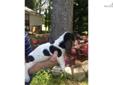 Price: $400
AKC Registered tri-colored female Basset Hound puppy. Very long eared, energetic and friendly out of beautiful parents. Puppy comes with UTD vaccinations, de-wormings and a health guarantee. Contact Phil at 678-983-5994
Source: