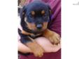 Price: $700
This advertiser is not a subscribing member and asks that you upgrade to view the complete puppy profile for this Rottweiler, and to view contact information for the advertiser. Upgrade today to receive unlimited access to NextDayPets.com.