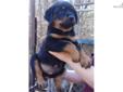 Price: $700
This advertiser is not a subscribing member and asks that you upgrade to view the complete puppy profile for this Rottweiler, and to view contact information for the advertiser. Upgrade today to receive unlimited access to NextDayPets.com.