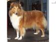 Price: $200
This advertiser is not a subscribing member and asks that you upgrade to view the complete puppy profile for this Collie, and to view contact information for the advertiser. Upgrade today to receive unlimited access to NextDayPets.com. Your