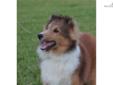 Price: $650
This advertiser is not a subscribing member and asks that you upgrade to view the complete puppy profile for this Shetland Sheepdog - Sheltie, and to view contact information for the advertiser. Upgrade today to receive unlimited access to