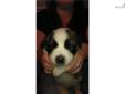 Price: $800
This advertiser is not a subscribing member and asks that you upgrade to view the complete puppy profile for this Saint Bernard - St. Bernard, and to view contact information for the advertiser. Upgrade today to receive unlimited access to