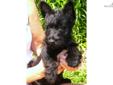 Price: $650
This advertiser is not a subscribing member and asks that you upgrade to view the complete puppy profile for this Scottish Terrier, and to view contact information for the advertiser. Upgrade today to receive unlimited access to
