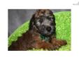 Price: $795
We do breed both the Irish haircoat and the American haircoat - and we are always proud to decipher the difference and share the history of the breed. These adorable Soft Coated Wheaten Terrier puppies were born to our Irish coated Clair who