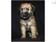 Price: $795
We do breed both the Irish haircoat and the American haircoat - and we are always proud to decipher the difference and share the history of the breed. These adorable Soft Coated Wheaten Terrier puppies were born to our Irish coated Clair who