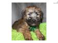 Price: $795
We do breed both the Irish haircoat and the American haircoat - and we are always proud to decipher the difference and share the history of the breed. These adorable Soft Coated Wheaten Terrier puppies were born to our Irish coated, Irish