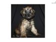 Price: $795
We do breed both the Irish haircoat and the American haircoat - and we are always proud to decipher the difference and share the history of the breed. These adorable Soft Coated Wheaten Terrier puppies were born to our Irish coated Harlie who