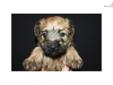 Price: $795
We do breed both the Irish haircoat and the American haircoat - and we are always proud to decipher the difference and share the history of the breed. These adorable Soft Coated Wheaten Terrier puppies were born to our Irish coated Skye who