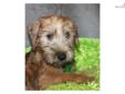 Price: $795
We do breed both the Irish haircoat and the American haircoat - and we are always proud to decipher the difference and share the history of the breed. These adorable Soft Coated Wheaten Terrier puppies were born to our Irish coated Topaz who