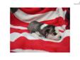 Price: $900
This advertiser is not a subscribing member and asks that you upgrade to view the complete puppy profile for this Siberian Husky, and to view contact information for the advertiser. Upgrade today to receive unlimited access to NextDayPets.com.